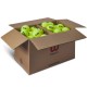 Set mingi pentru tenis 72 buc Wilson TRINITI CLUB TBALL 72 BALL BOX WR8201501001