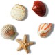 Джибитсы Crocs She Sells Seashells 5 Pack 10014671